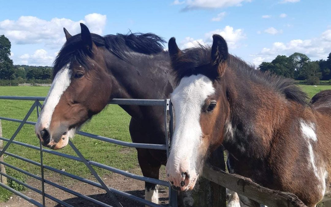 Shire Horse Show