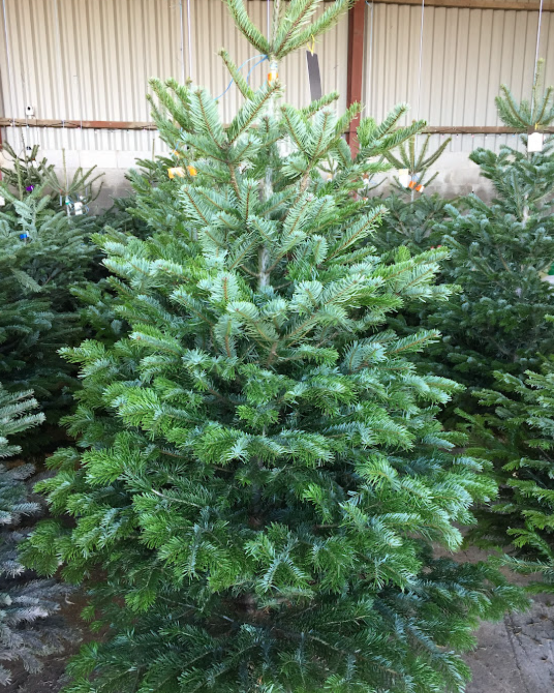 croots christmas trees