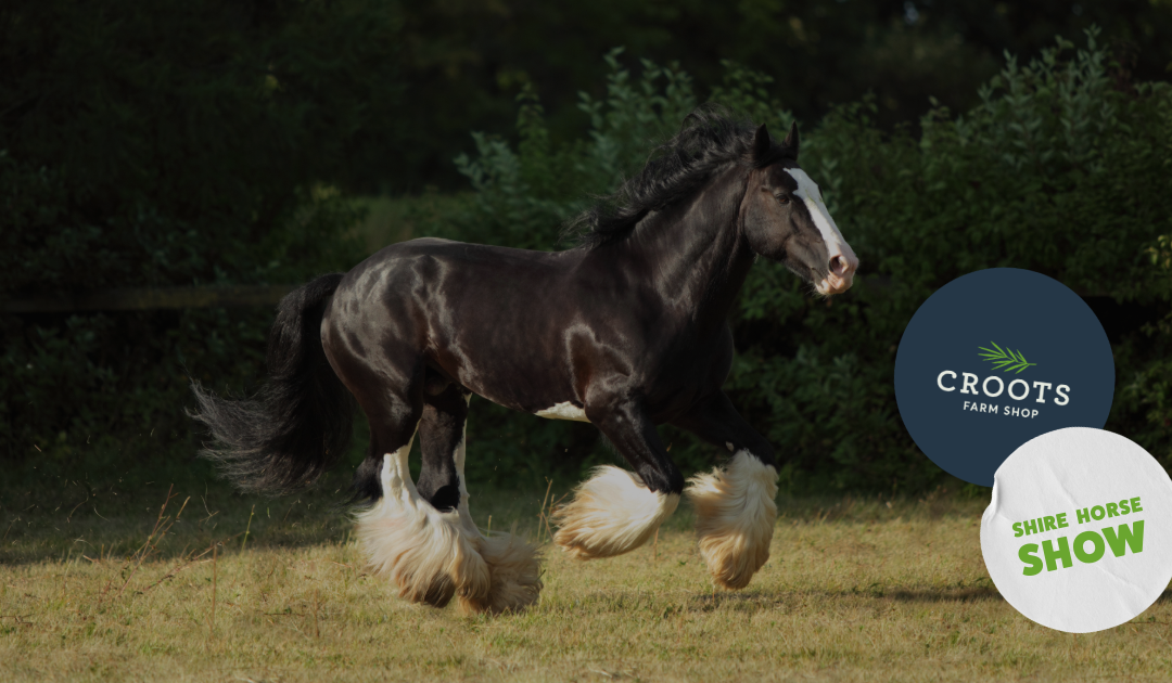 Shire Horse Show 2026