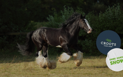 Shire Horse Show 2026