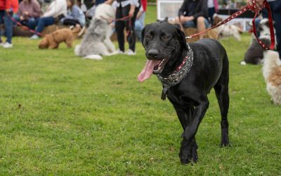 Dog & Family Show