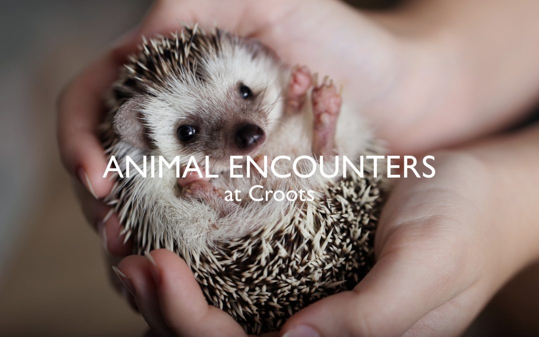 Animal Encounters