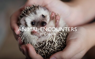 Animal Encounters