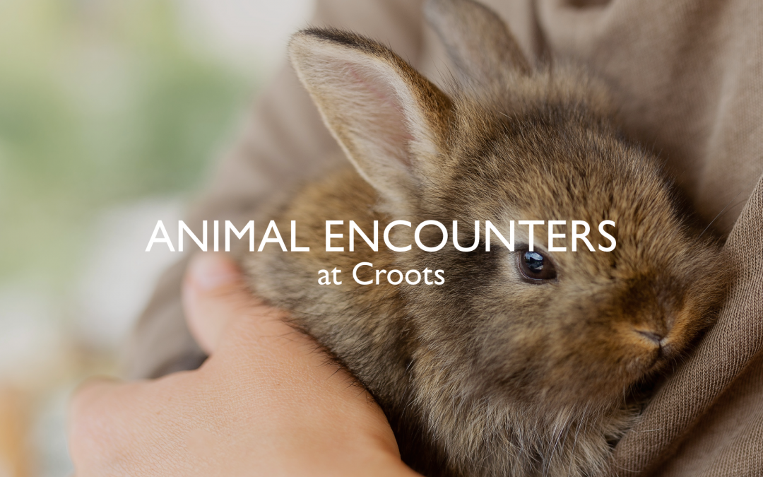 Animal Encounters