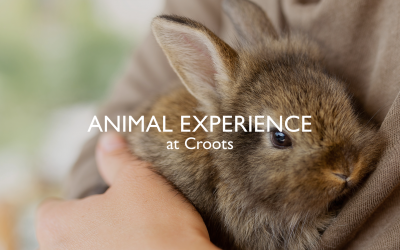 Animal Experience