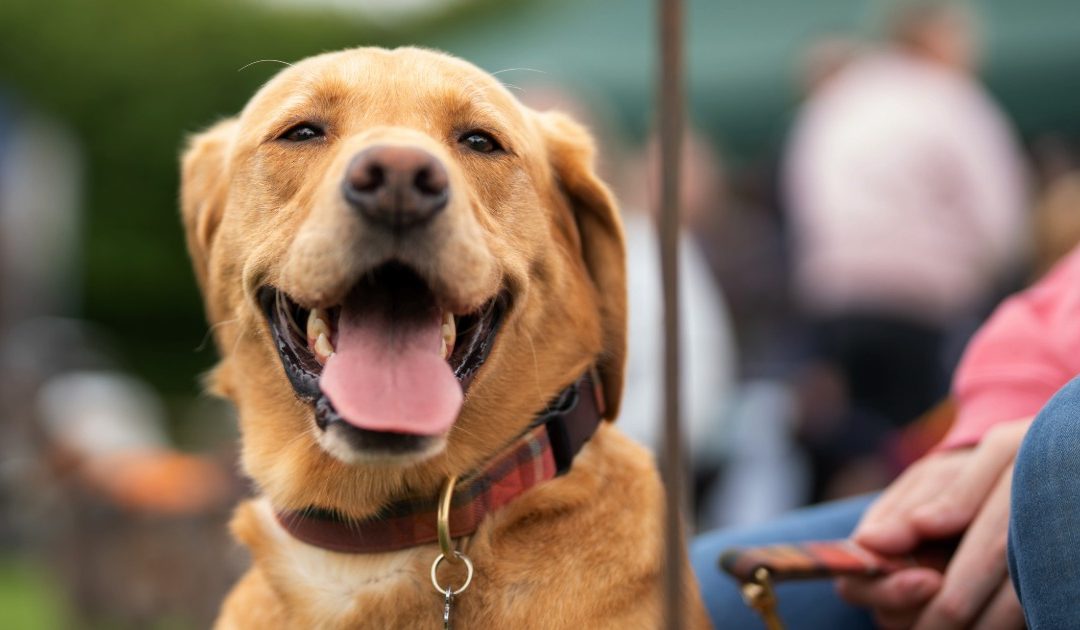 Croots Dog Show