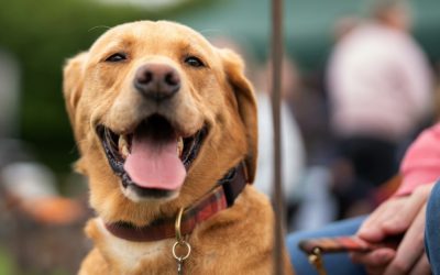 Croots Dog Show