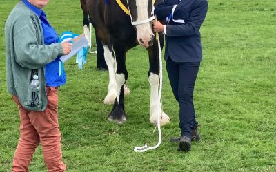 Shire Horse Show 2026