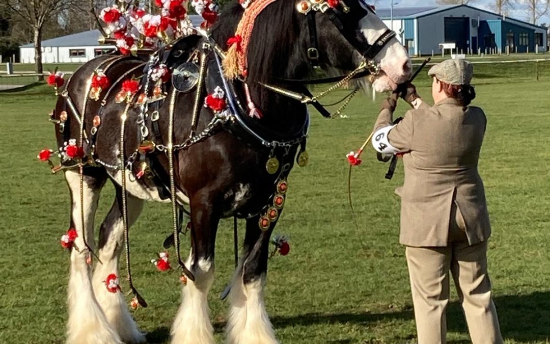 Shire Horse Show 2026